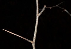 Crataegus calpodendron