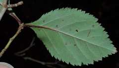Crataegus calpodendron