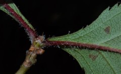Crataegus calpodendron