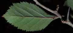 Crataegus calpodendron