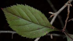 Crataegus calpodendron