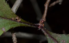 Crataegus calpodendron