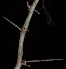 Crataegus calpodendron