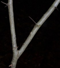 Crataegus calpodendron
