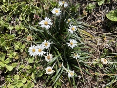 Celmisia major brevis