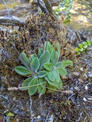 Plantago tasmanica