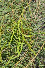 Acacia euthycarpa euthycarpa