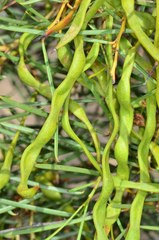 Acacia euthycarpa euthycarpa