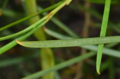Acacia euthycarpa euthycarpa