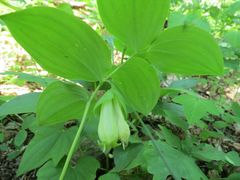 Polygonatum involucratum
