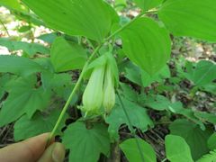 Polygonatum involucratum