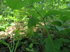 Polygonatum involucratum