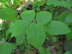 Polygonatum involucratum
