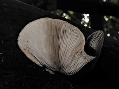 Crepidotus fuscovelutinus image