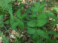 Angelica cincta