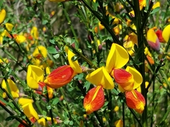 Cytisus scoparius andreanus