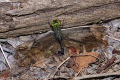 Gynacantha mocsaryi