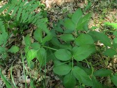Angelica cincta
