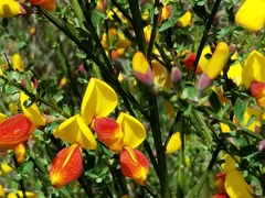 Cytisus scoparius andreanus