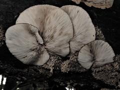 Crepidotus fuscovelutinus image