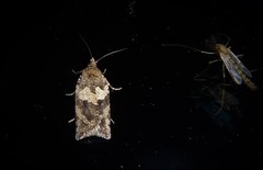 Harmologa