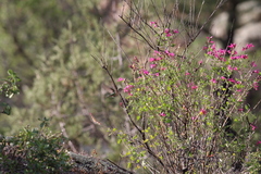 Selasphorus calliope