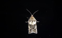 Harmologa