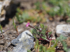 Silene sedoides