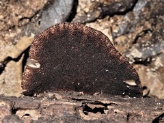 Crepidotus fuscovelutinus image