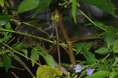 Gynacantha rosenbergi