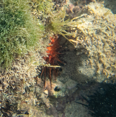 Echinometra lucunter