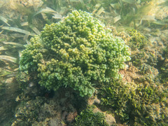 Caulerpa