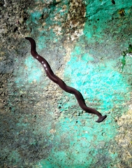 Diversibipalium indicum