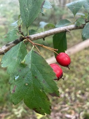 Crataegus × media