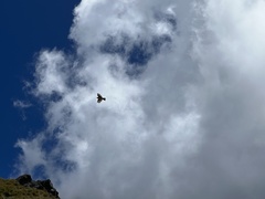 Anthus novaeseelandiae