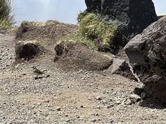 Anthus novaeseelandiae