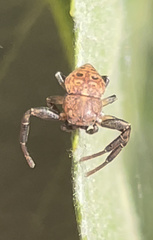 Cymbacha ocellata