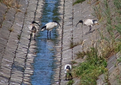 Threskiornis molucca