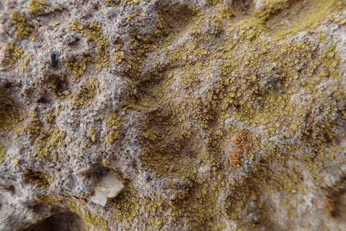 Flavoplaca flavocitrina image