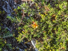 Pultenaea fasciculata