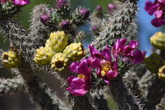 Cylindropuntia imbricata
