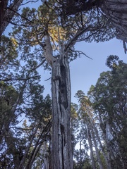 Athrotaxis cupressoides