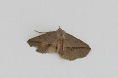 Ugia purpurea