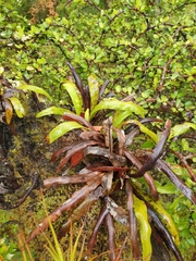 Notogrammitis rigida