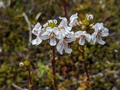 Euphrasia striata