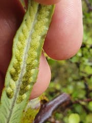 Notogrammitis rigida