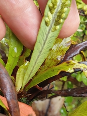 Notogrammitis rigida