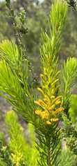 Persoonia chamaepitys