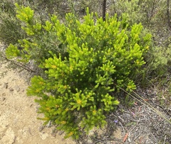 Persoonia chamaepitys