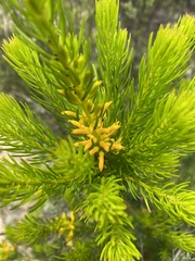 Persoonia chamaepitys